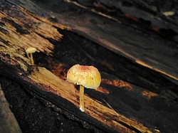 mushroom