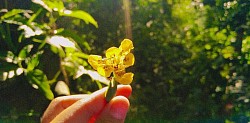 yellow flower