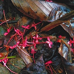 red flower