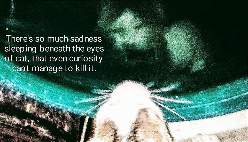 cat