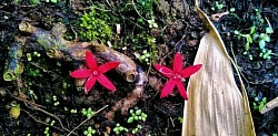 red flower