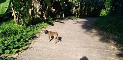 dog