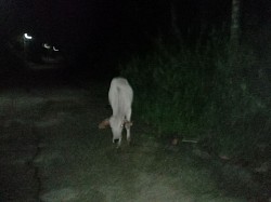 cow