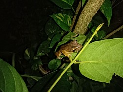 Frog