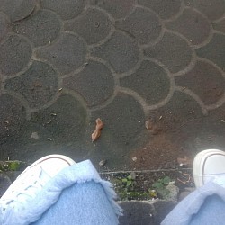 Feet