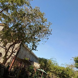 Trees
