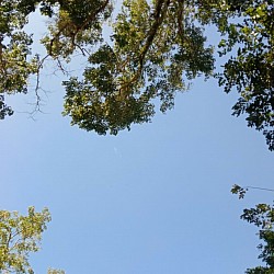 Trees