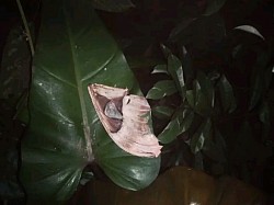 moth