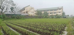 Taniman ng sibuyas
