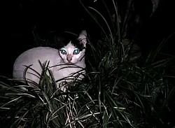 cat
