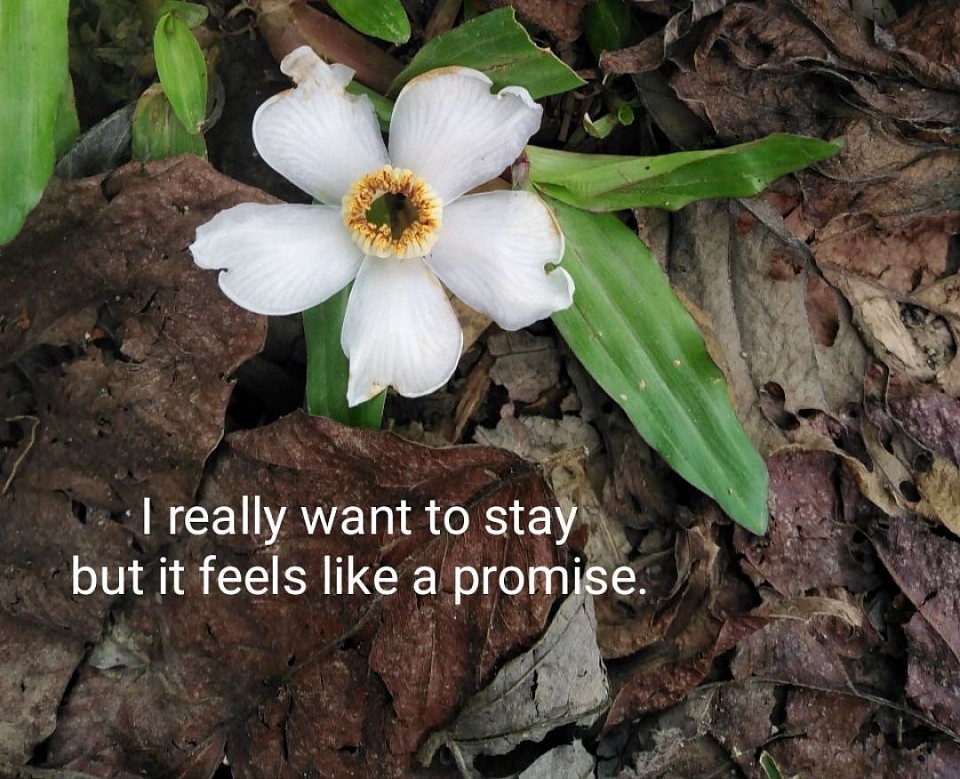 flower